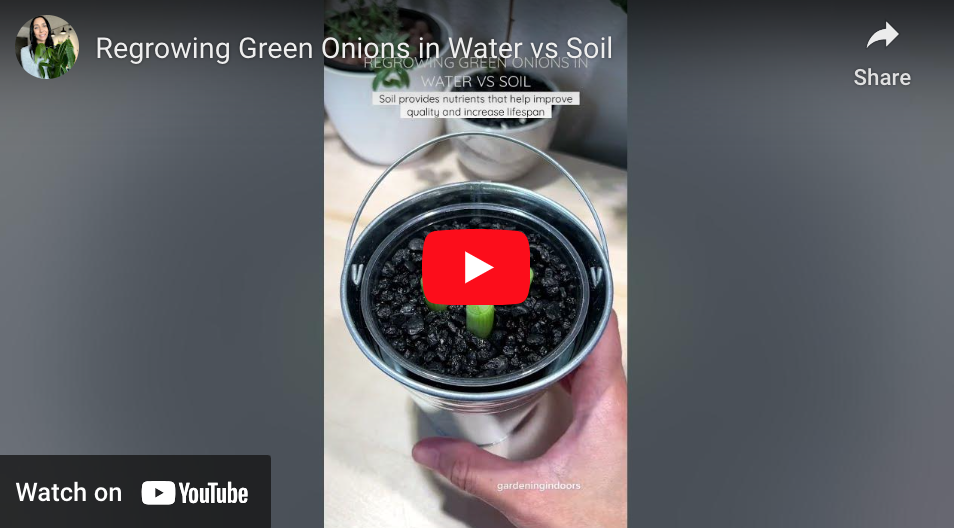 Regrowing Green Onions in Water vs Soil